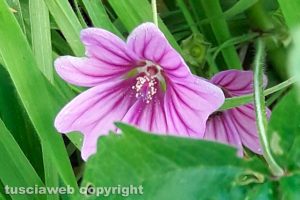 Fiore di malva silvestre
