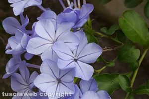 Plumbago
