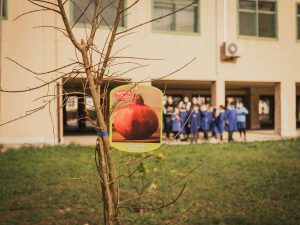 I melograni donati alle scuole da Biosalus