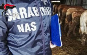 Nas - Sequestrato bestiame