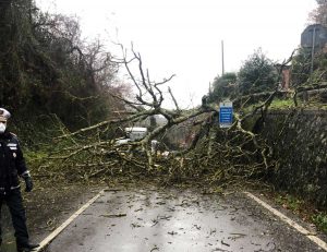 Bagnoregio - Albero caduto sulla provinciale 6