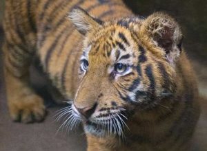 Melur, il cucciolo di tigre della Malesia
