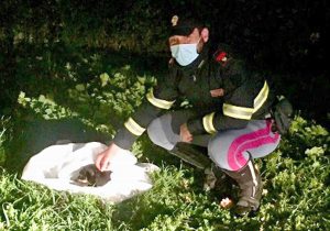 Monterosi - La polizia stradale salva un cane sulla Cassia