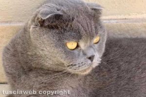 Il gatto smarrito