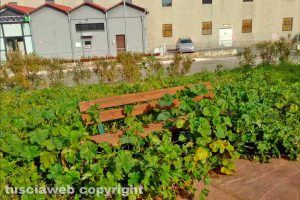 Viterbo - Incuria nei giardinetti di Santa Lucia