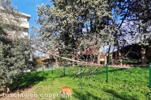 Viterbo - L'albero caduto in via Corrado Alvaro