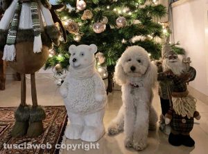 Viterbo - Il Natale di Pongo e i suoi amici