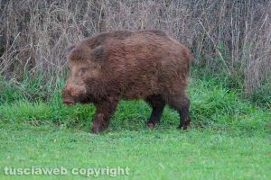 Un cinghiale alla riserva naturale Selva del Lamone