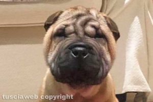 La piccola shar pei Rebecca