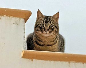 Il gatto Teo