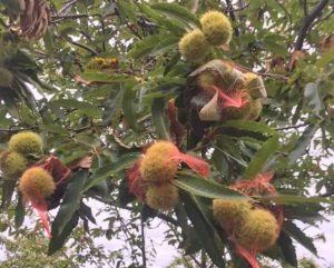 Castagne