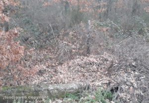 Fabrica di Roma - Bosco in località Quartaccio