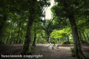 Soriano nel Cimino - La faggeta - Foto di Maurizio Di Giovancarlo