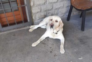 Il labrador Spartaco