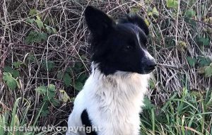 Il cagnolino bianco e nero che i volontari stavano cercando