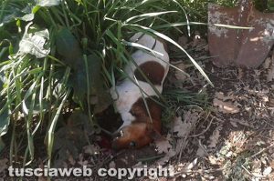 Farnese - Il terreno di Dario Pomarè devastato - Uno dei cani morti