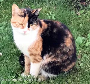 San Martino al Cimino - La gatta Mimma