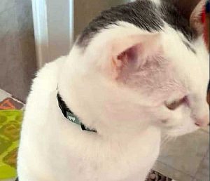 Roma - Il gatto salvato dalle volontarie Enpa
