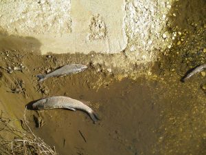 Moria di pesci a Nepi