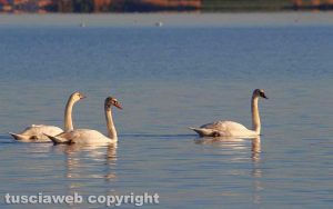 Cigni al lago di Bolsena