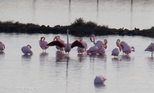 Tarquinia - Fenicotteri rosa alle Saline