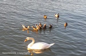 Marina di Montalto di Castro - Cigni