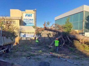 Viterbo - Comune - La potatura degli alberi in città e nei giardini delle scuole