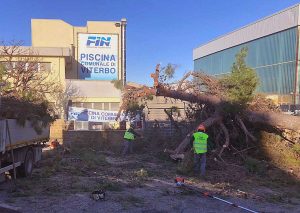 Viterbo - Rimosso l'albero caduto davanti alla piscina comunale