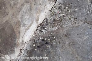 Viterbo - Incuria a San Pellegrino