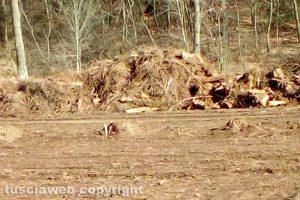 Viterbo - Taglio degli alberi sui monti Cimini
