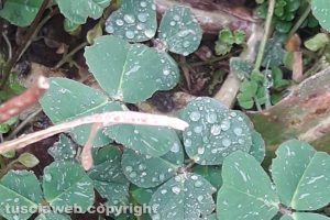 Gocce di rugiada sui trifogli