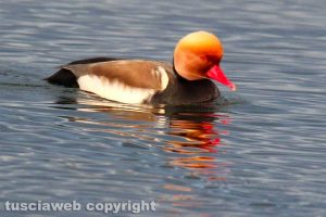 Il fistione turco sul lago di Bolsena
