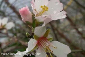 Un mandorlo in fiore