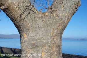 Capodimonte - L'albero sul lungolago