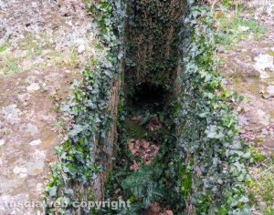 Castel d'Asso - La necropoli invasa dalle erbacce