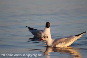 Gabbiani e svassi maggiori sul lago di Bolsena