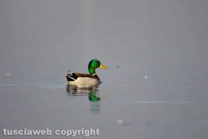 Un germano reale maschio nel lago di Bolsena