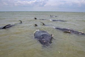 Morte 46 balene rimaste spiaggiate in Indonesia