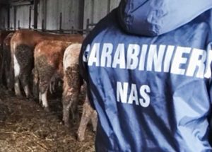 Cremona - I Nas all'allevamento di bovini sequestrato
