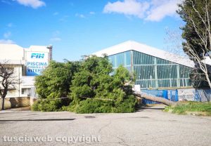 Viterbo - Albero caduto di fronte alla piscina comunale