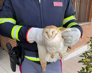 Il barbagianni salvato dalla polizia stradale