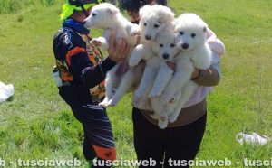 Sutri - Quattro cuccioli salvati dalla polizia locale