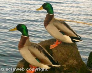 Bolsena - Uccelli sul lungolago