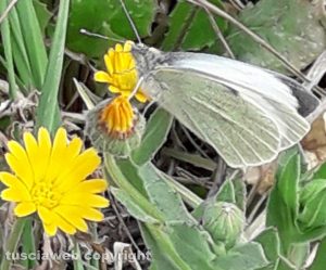 Viterbo - Margherita e farfalla