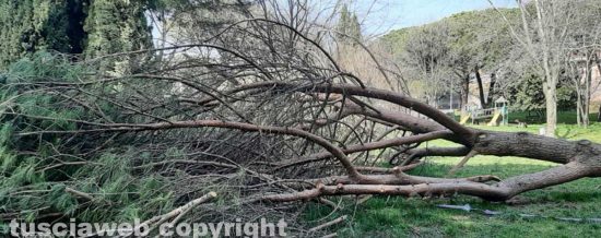 L'albero caduto nel parco della Quercia