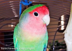 Nino, il pappagallino smarrito