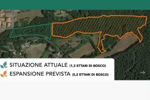 San Lorenzo nuovo - Il bosco di querce