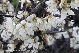 Viterbo - Un biancospino