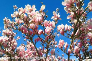 Profumo di primavera