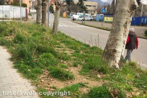 Viterbo - Incuria in via Monti Cimini